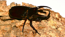 Dreihornkäfer (09).jpg